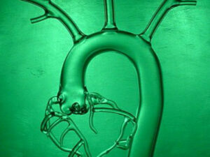 Vasodyn Glass Anatomy Website